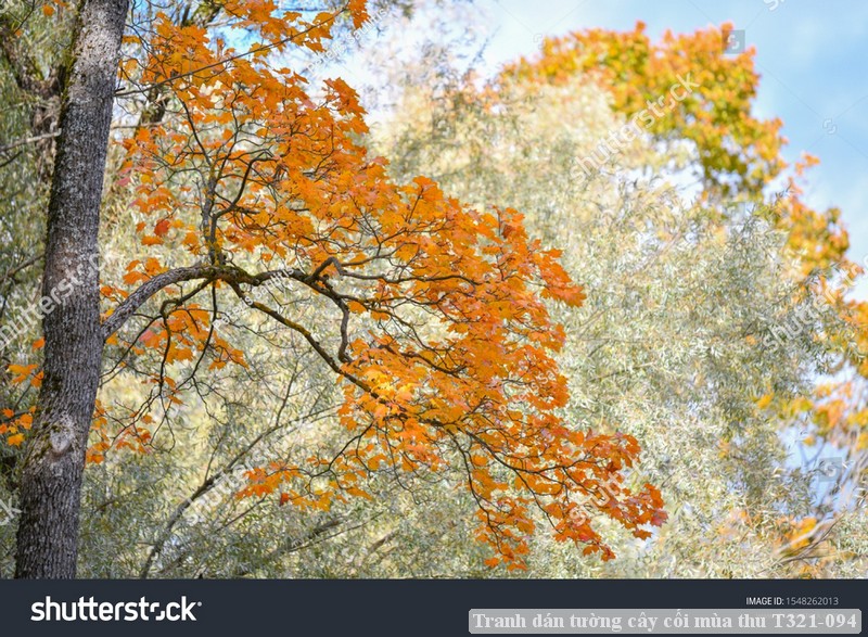 Tranh dán tường cây cối mùa thu T321-094